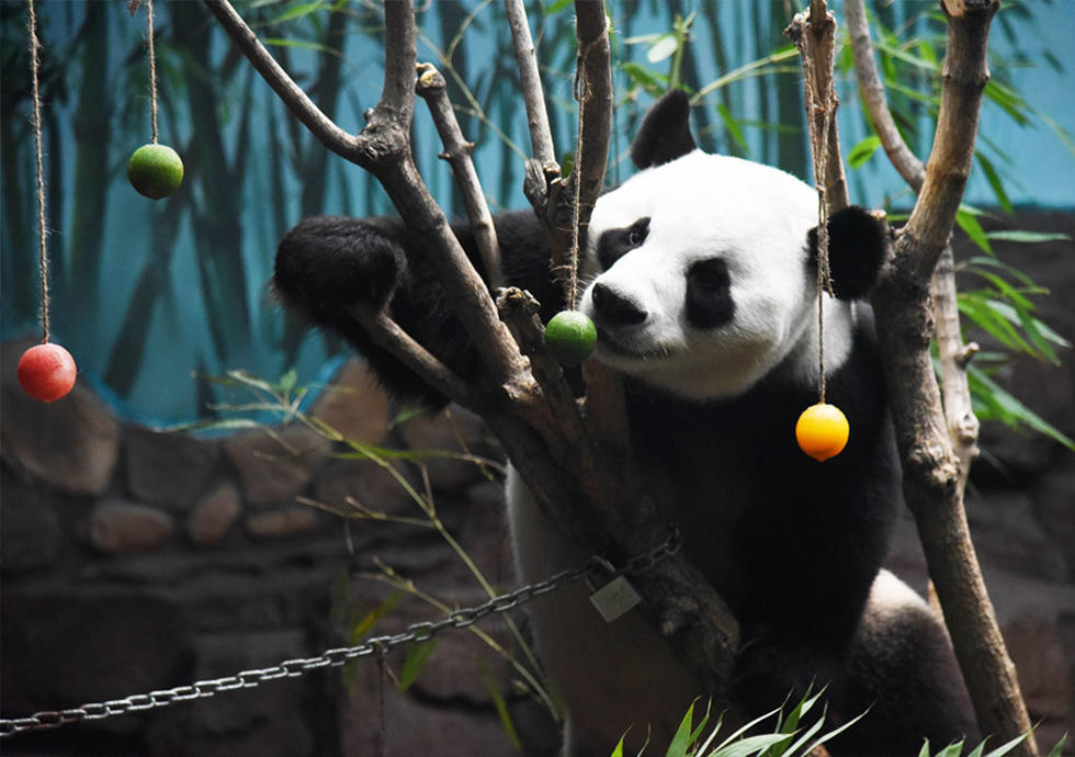 大熊貓：空調房裡樂享清涼一夏 